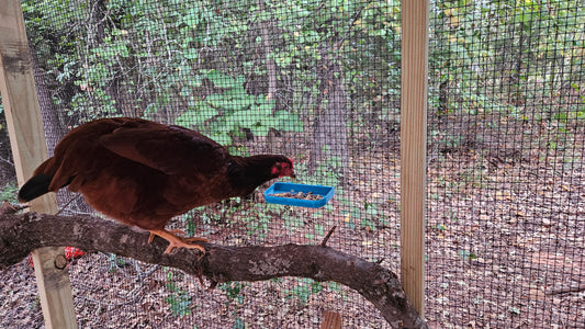 Chicken Treat Dish